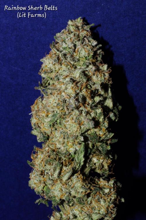 CO2 Grow: LIT Farms & Humboldt S. C.. Week 14