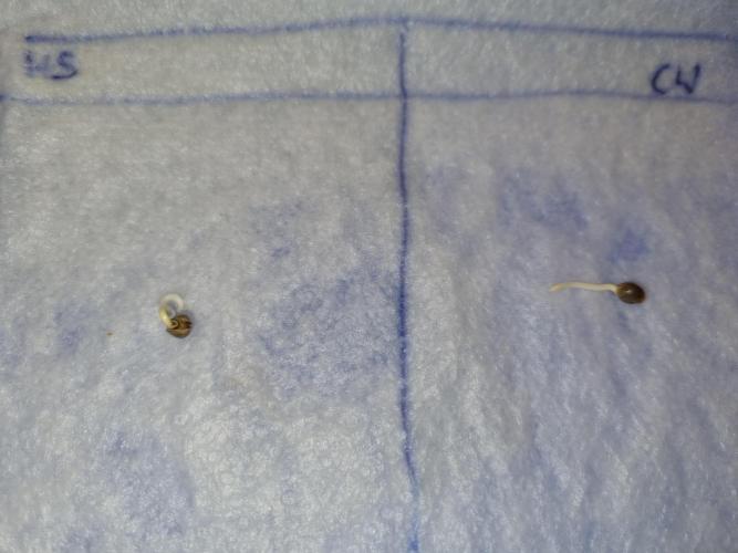 Amazing smelling 70% sativas. Week 0