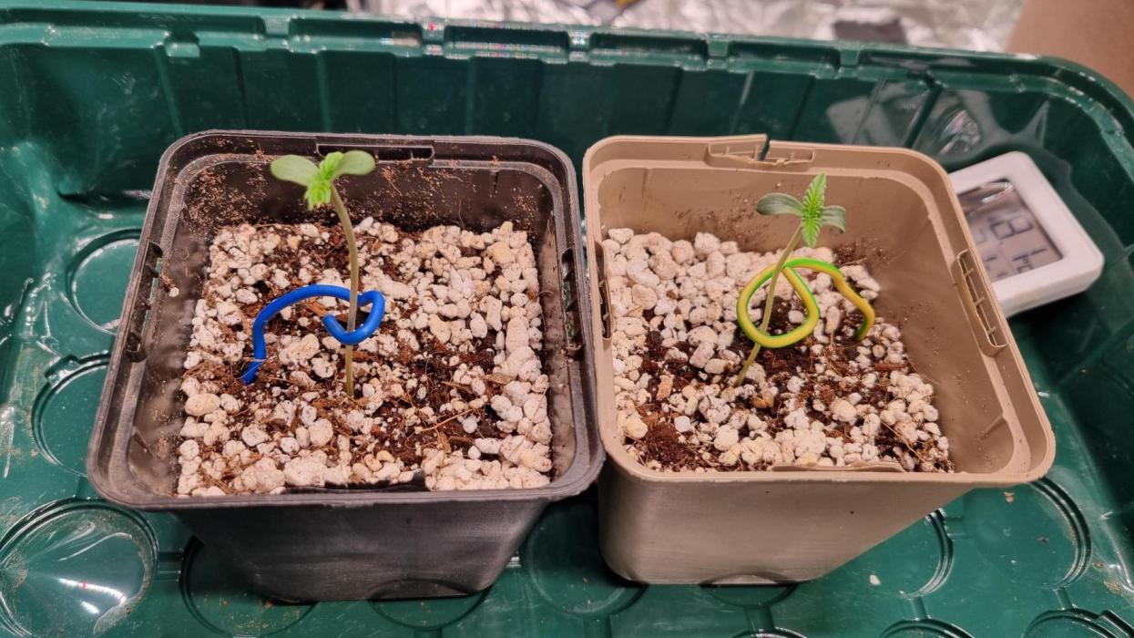 Amazing smelling 70% sativas. Week 1