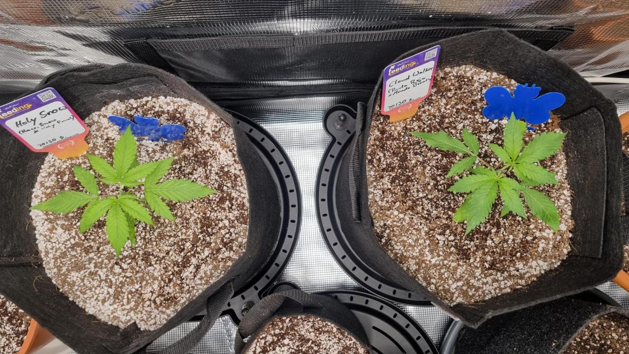 Amazing smelling 70% sativas. Week 3