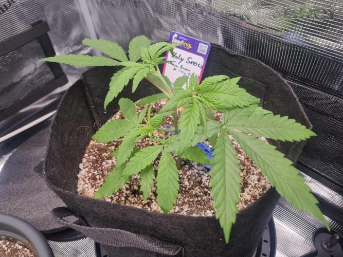 Amazing smelling 70% sativas. Week 4