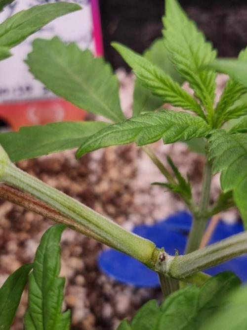 Amazing smelling 70% sativas. Week 4