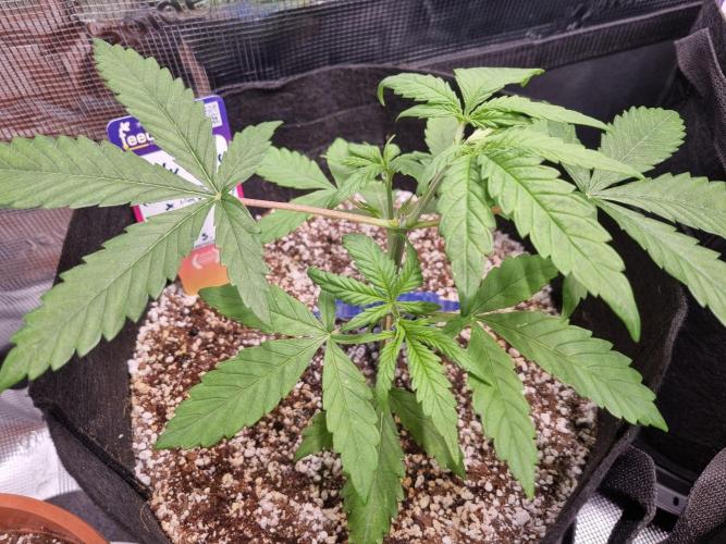 Amazing smelling 70% sativas. Week 4