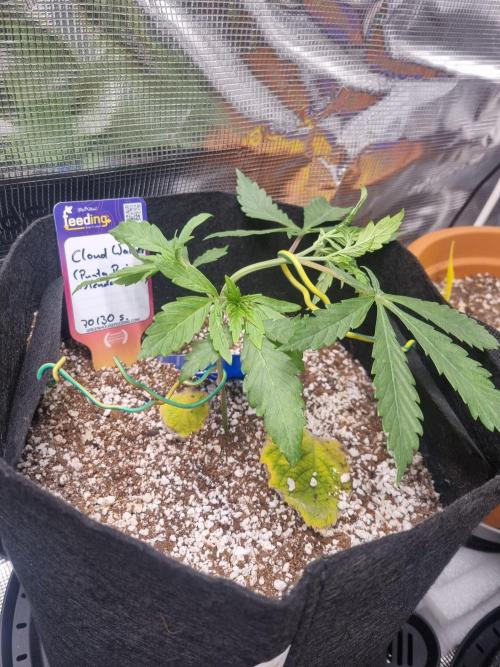 Amazing smelling 70% sativas. Week 4