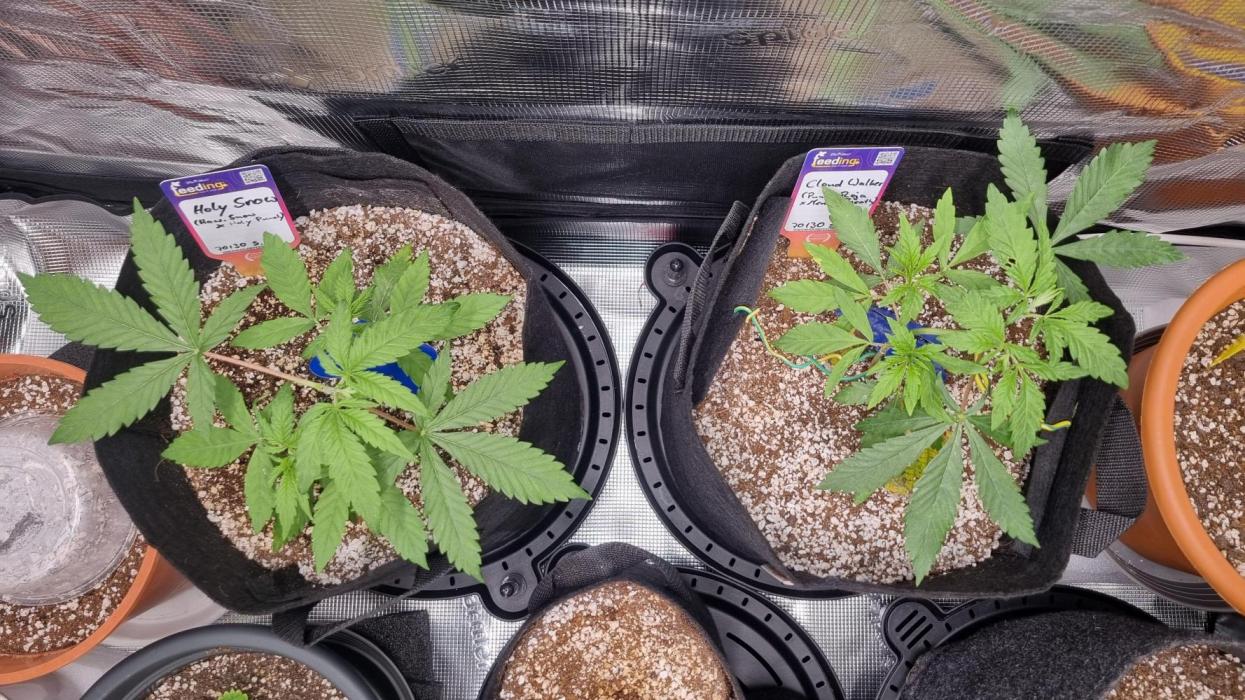 Amazing smelling 70% sativas. Week 5