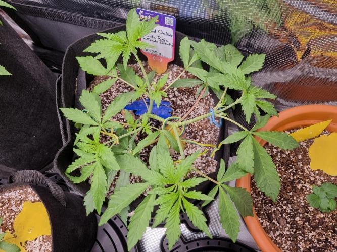 Amazing smelling 70% sativas. Week 6