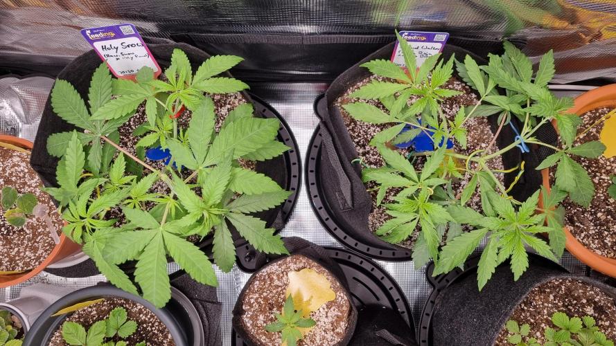 Amazing smelling 70% sativas. Week 6