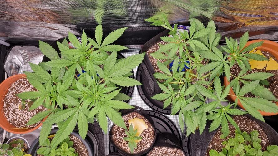 Amazing smelling 70% sativas. Week 6