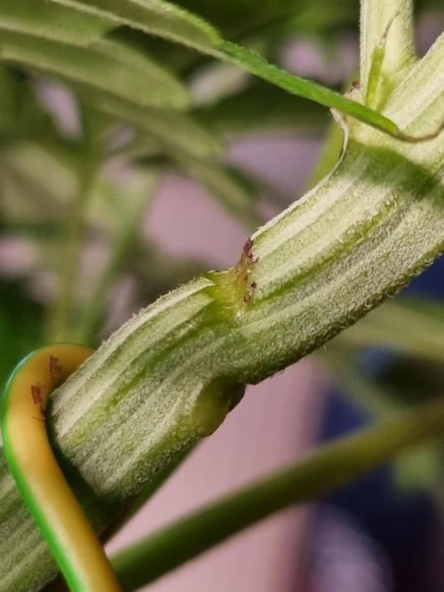 Amazing smelling 70% sativas. Week 7 - Wire got to tight^^