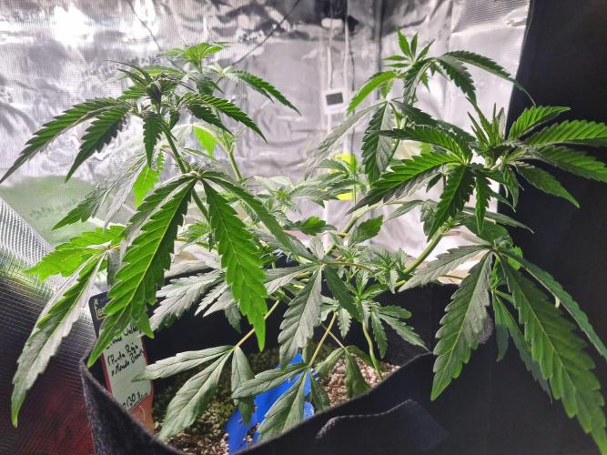 Amazing smelling 70% sativas. Week 7 - CW