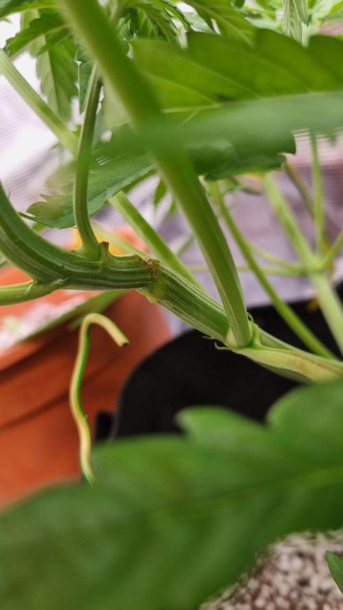 Amazing smelling 70% sativas. Week 7