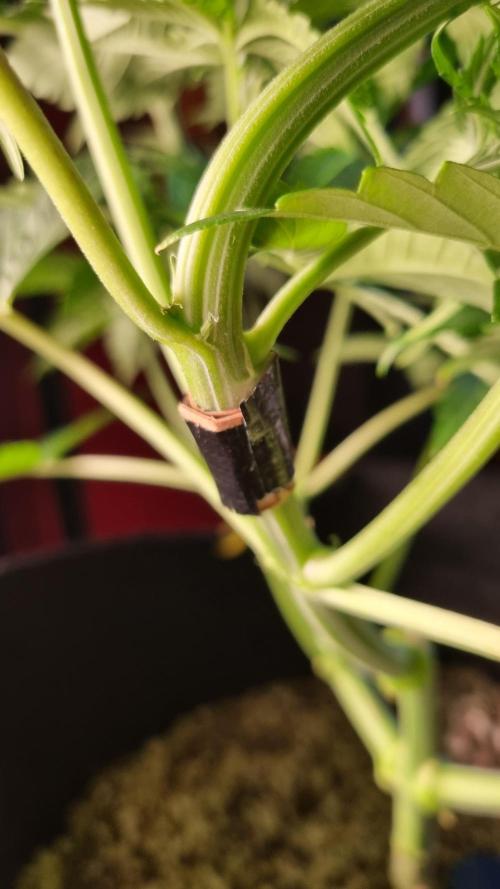 Amazing smelling 70% sativas. Week 7