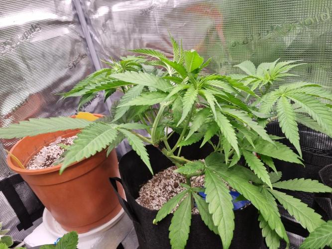 Amazing smelling 70% sativas. Week 7