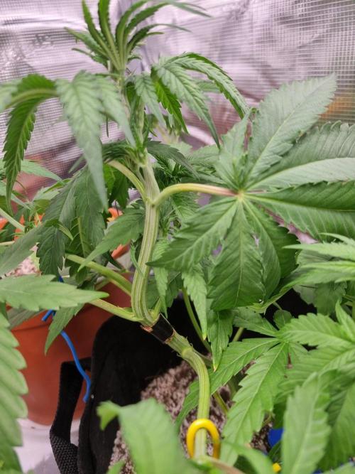 Amazing smelling 70% sativas. Week 7