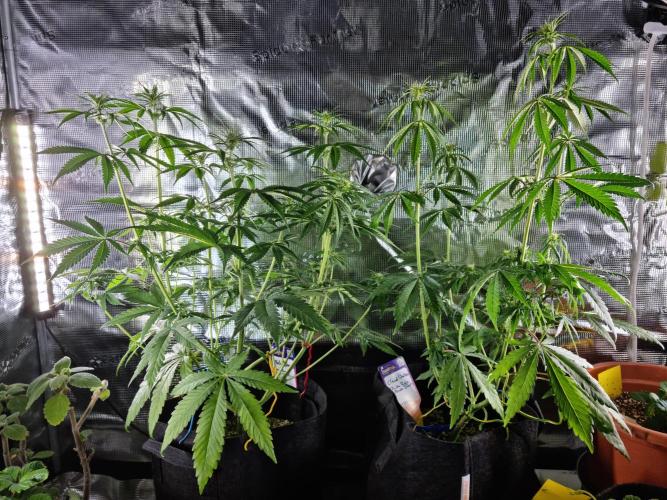 Amazing smelling 70% sativas. Week 8 - Main Lights off 