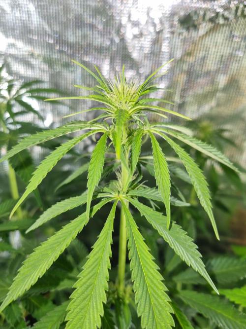 Amazing smelling 70% sativas. Week 8