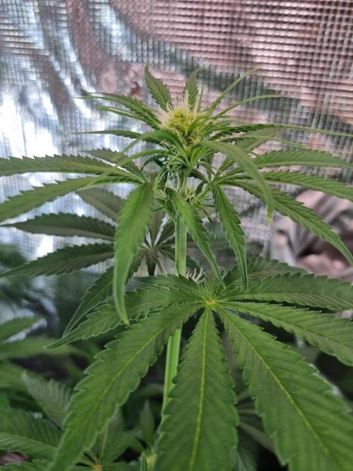Amazing smelling 70% sativas. Week 8