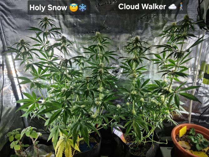 Amazing smelling 70% sativas. Week 9