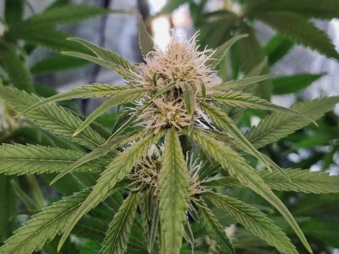 Amazing smelling 70% sativas. Week 9