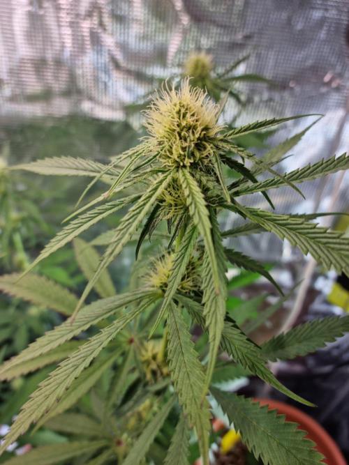 Amazing smelling 70% sativas. Week 9