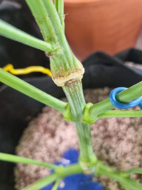 Amazing smelling 70% sativas. Week 9 - Healed stem^^