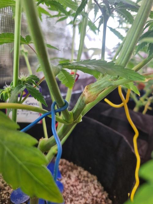 Amazing smelling 70% sativas. Week 9