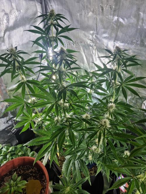 Amazing smelling 70% sativas. Week 10