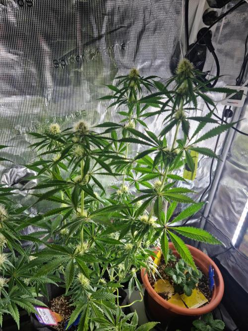 Amazing smelling 70% sativas. Week 10