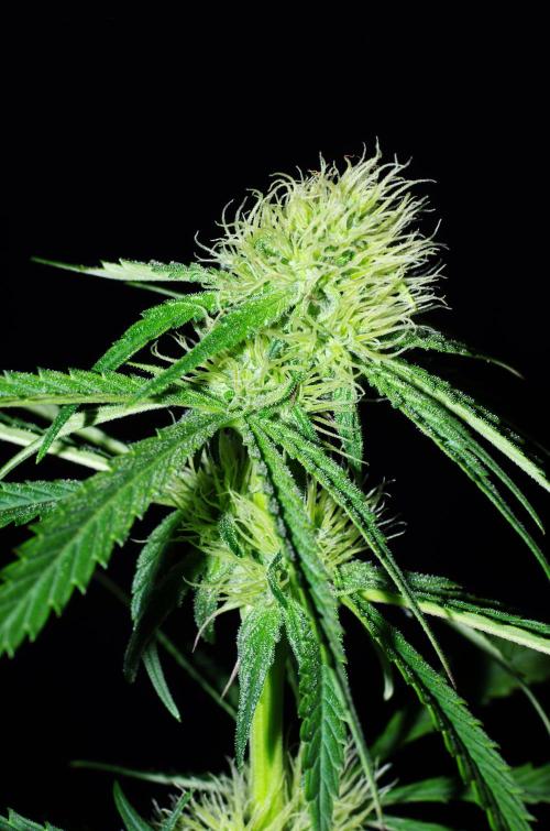 Amazing smelling 70% sativas. Week 10 - Day30 flower...
CW