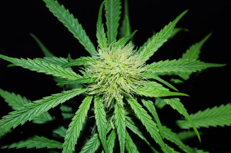 Amazing smelling 70% sativas. Week 10 - CW