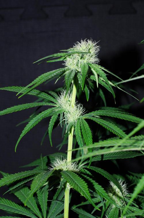 Amazing smelling 70% sativas. Week 10 - HD