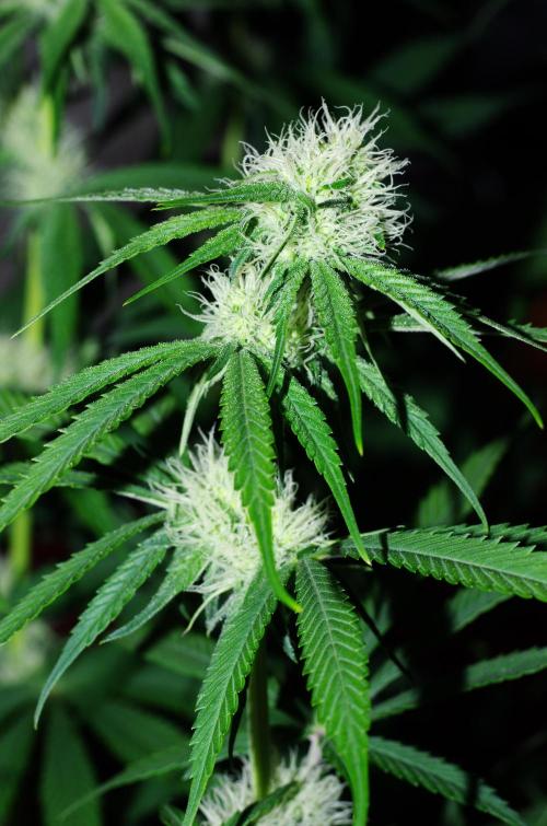 Amazing smelling 70% sativas. Week 10 - HS