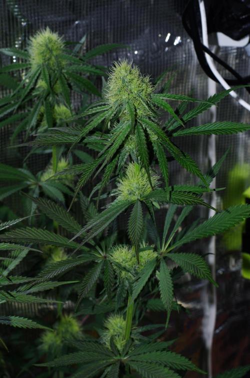 Amazing smelling 70% sativas. Week 11 - CW day 36 bloom...
