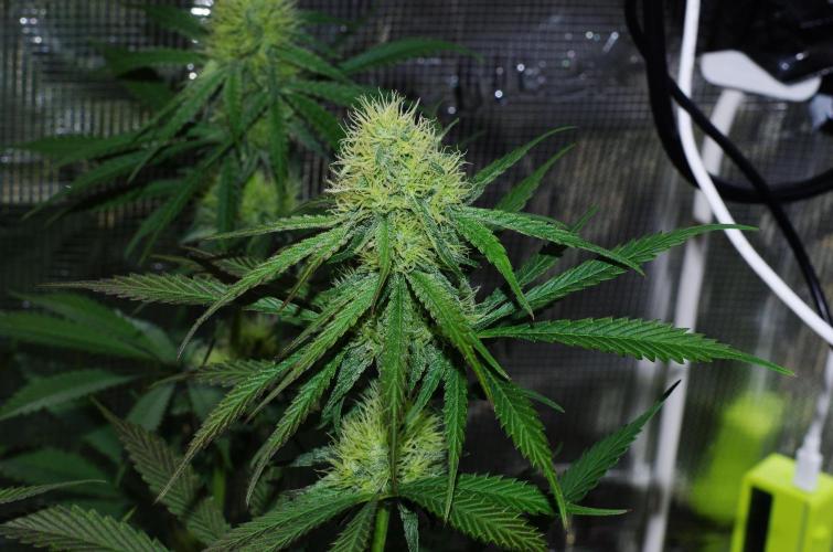Amazing smelling 70% sativas. Week 11 - CW