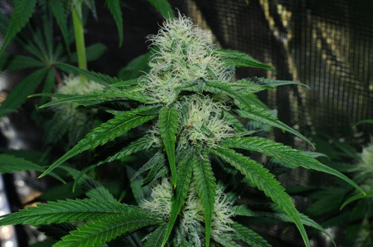 Amazing smelling 70% sativas. Week 11 - HS