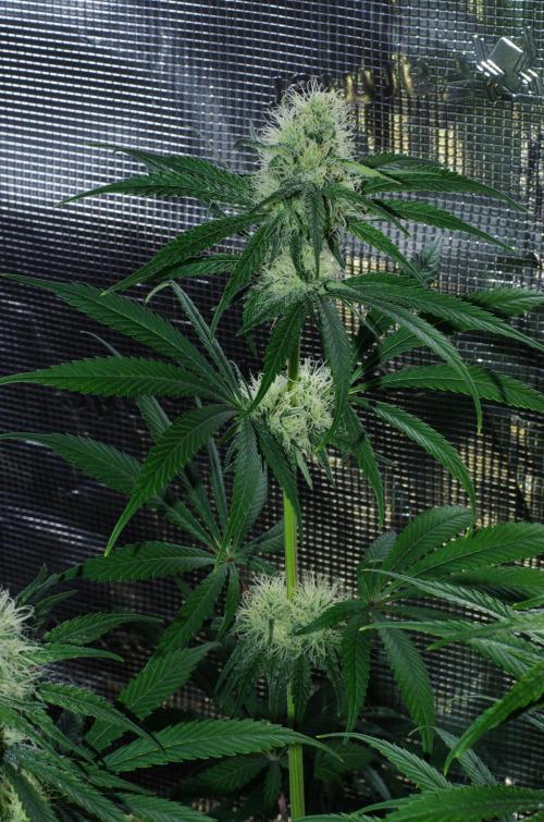 Amazing smelling 70% sativas. Week 11 - HS