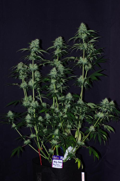 Amazing smelling 70% sativas. Week 12