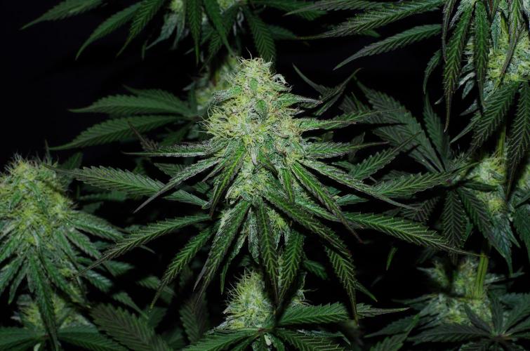 Amazing smelling 70% sativas. Week 12 - CW