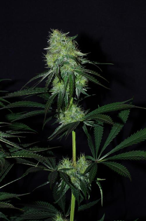 Amazing smelling 70% sativas. Week 12 - CW