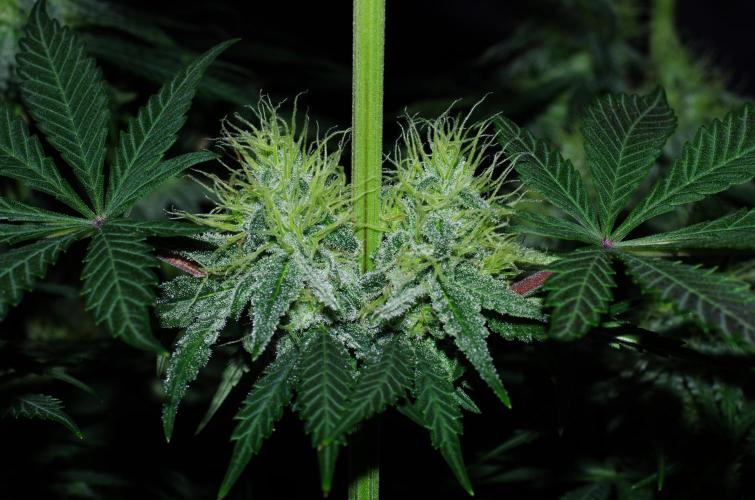 Amazing smelling 70% sativas. Week 12 - CW