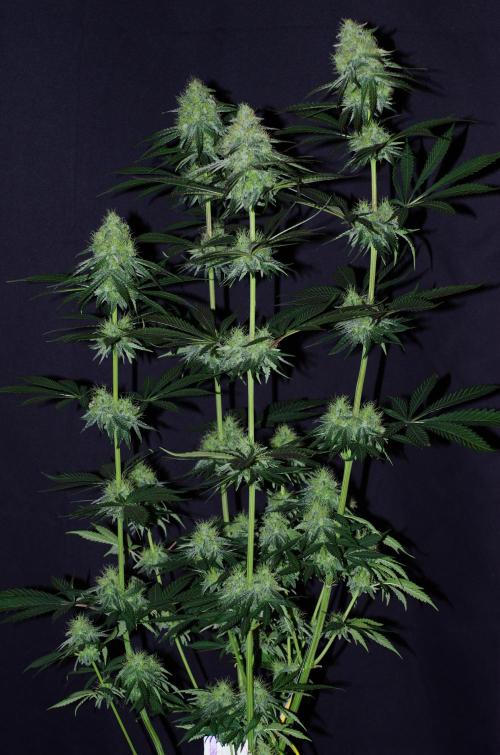 Amazing smelling 70% sativas. Week 12 - CW