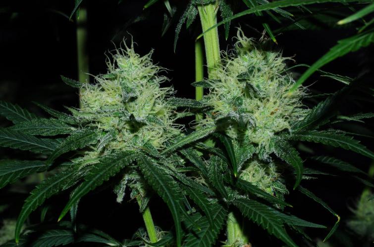 Amazing smelling 70% sativas. Week 12 - HS