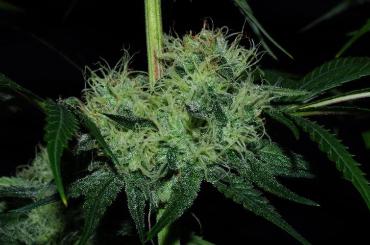 Amazing smelling 70% sativas. Week 12 - HS