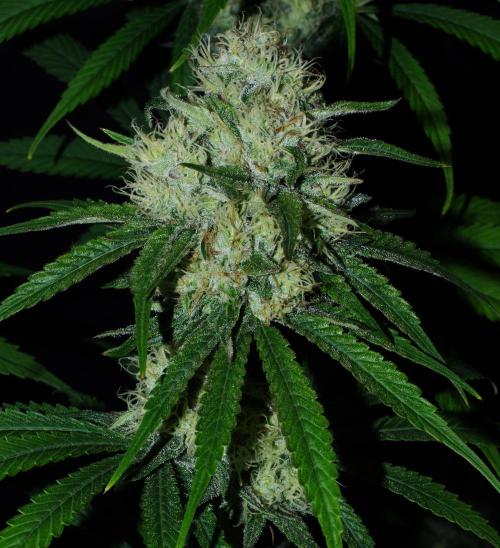 Amazing smelling 70% sativas. Week 12 - HS