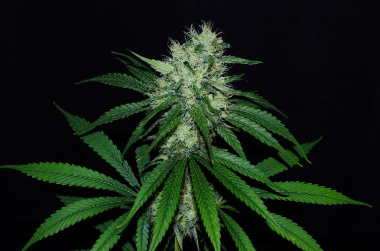 Amazing smelling 70% sativas. Week 12 - HS