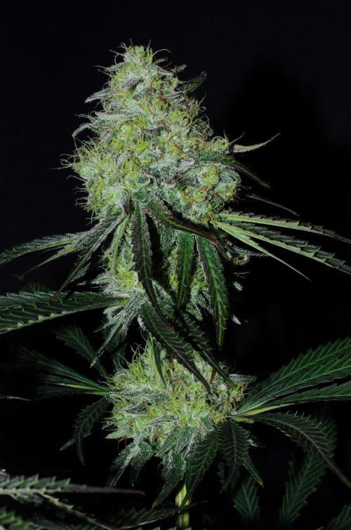 Amazing smelling 70% sativas. Week 13 - CW