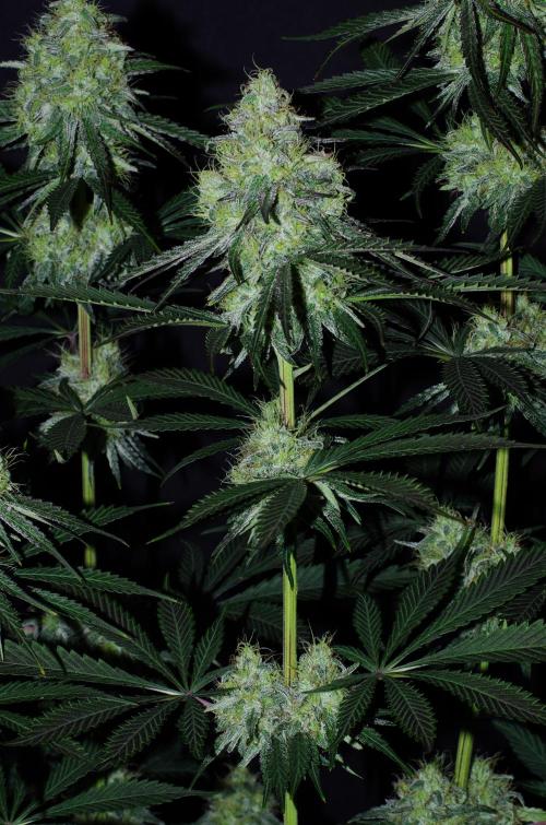 Amazing smelling 70% sativas. Week 13 - CW