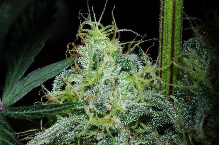 Amazing smelling 70% sativas. Week 13 - CW