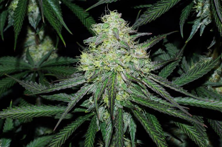 Amazing smelling 70% sativas. Week 13 - CW