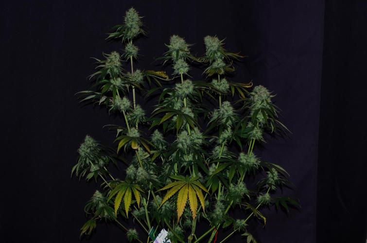 Amazing smelling 70% sativas. Week 13